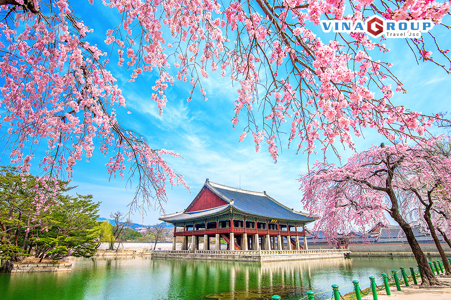 TOUR HÀN QUỐC - CÔNG VIÊN HOA ANH ĐÀO - HÁI DÂU