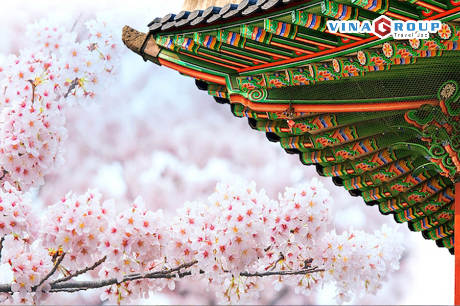 TOUR HÀN QUỐC - CÔNG VIÊN HOA ANH ĐÀO