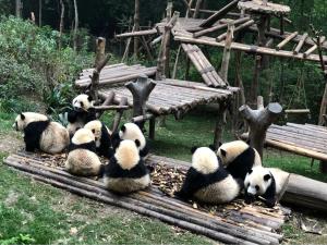Tour Thành Đô - Cửu Trại Câu - Khám phá công viên Gấu trúc