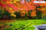 Tour Nhật Bản - Mt. Fuji - Vườn Quốc Gia Nikko - Hái Trái Cây