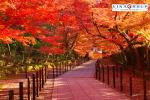Tour Nhật Bản - Mt. Fuji -Tắm Onsen - Showa Kimen Park - Hái Trái Cây Theo Mùa