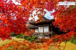 Tour Nhật Bản - Mt. Fuji - Showa Kimen Park - Tắm Onsen -  Hái Trái Cây Theo Mùa