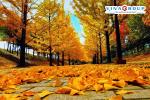 Tour Nhật Bản - Mt. Fuji -Tắm Onsen - Icho Namiki- Hái Trái Cây Theo Mùa