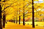 Tour Hàn Quốc - Seoul - Jeju - Nami