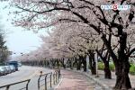 Tour Nhật Bản Mùa Hoa Anh Đào Narita – Fuji – Tokyo – Ueno - Hái dâu