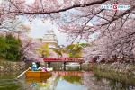 Tour Nhật Bản Mùa Hoa Anh Đào Mt.Fuji - Tắm Onsen - Oshino Hakkai