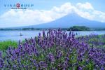 Tour Nhật Bản - Fuji - Yokohama - Oishi Park - Mùa hoa oải hương