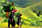 Tây Bắc – Nắng Vàng Trên Vùng Cao