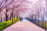 Tour Hàn Quốc - Seoul - Lotte World - Hái Dâu - Công Viên Hoa Anh Đào