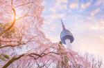 Tour Hàn Quốc - Seoul - Lotte World - Hái Dâu - Công Viên Hoa Anh Đào
