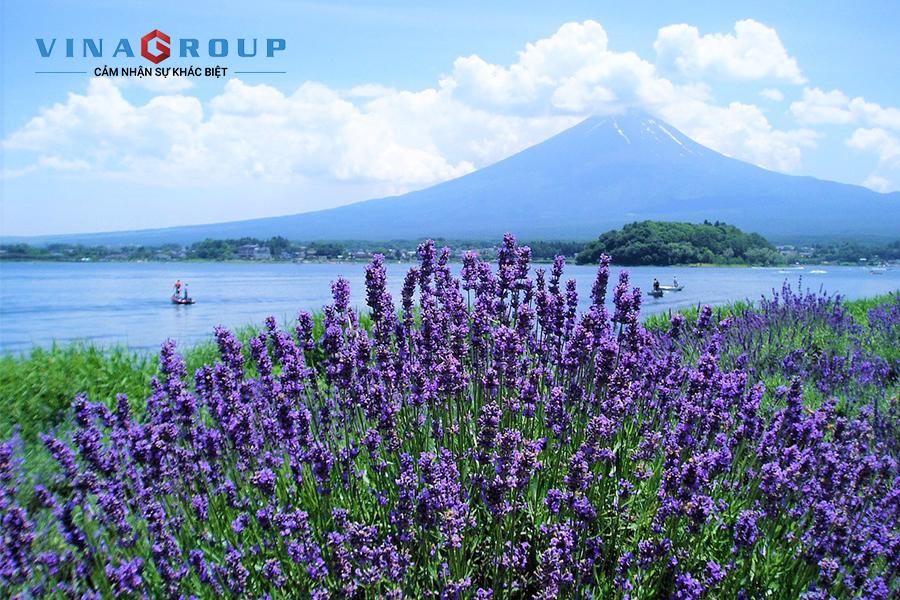Tour Nhật Bản - Fuji - Yokohama - Oishi Park - Mùa hoa oải hương
