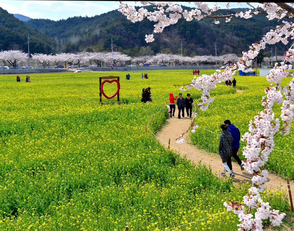 Lễ hội hoa cải dầu ở Samcheok Maengbang