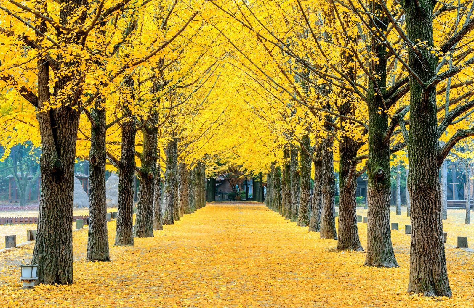 Con đường lá phong đảo Nami