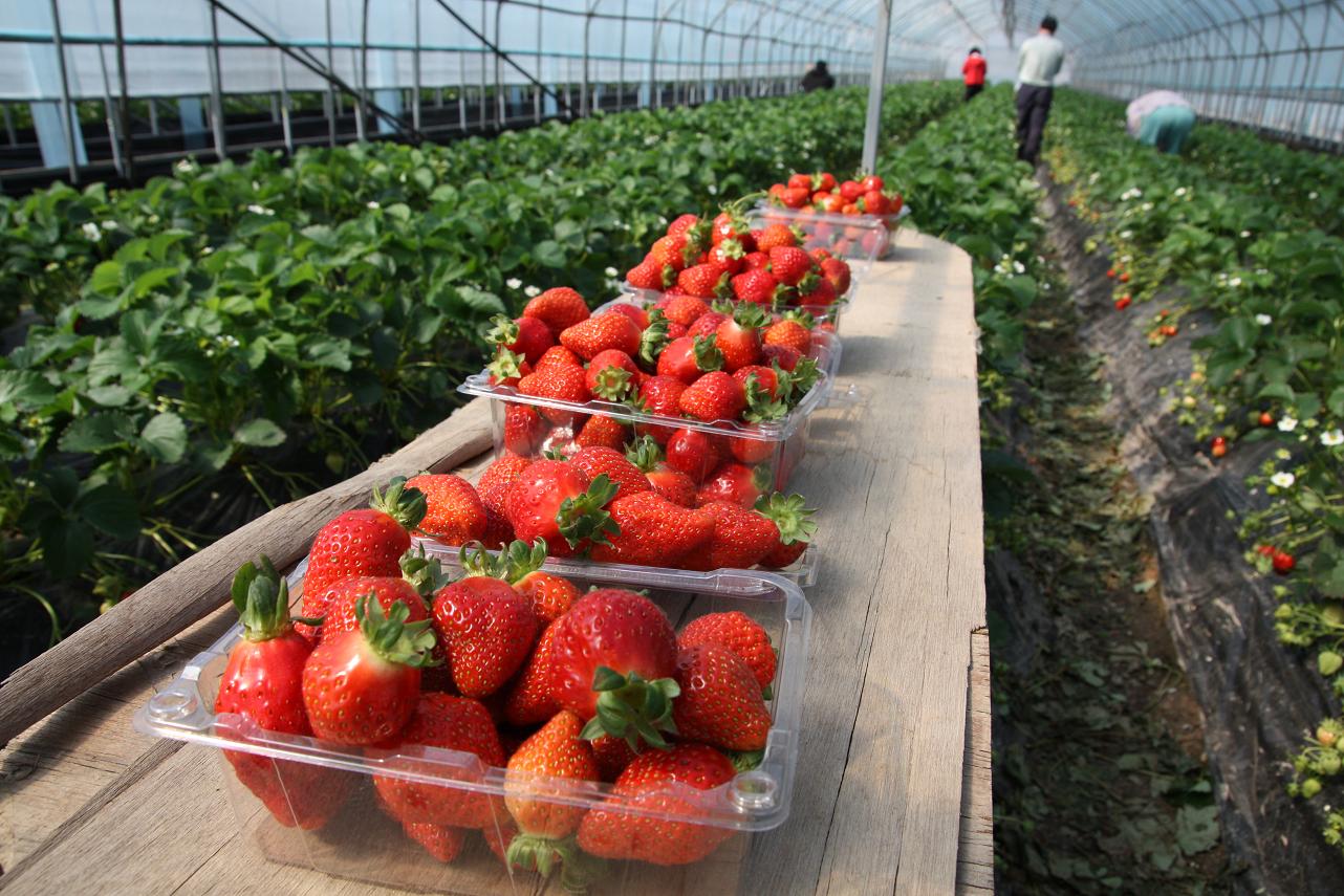 Lễ hội hái dâu ở Yangpyeong