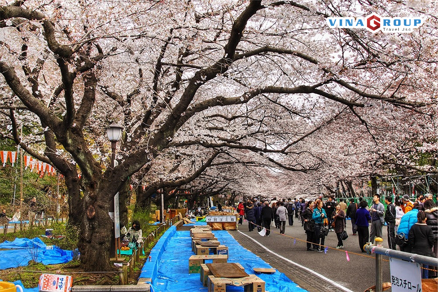 Tour Nhật Bản Mùa Hoa Anh Đào Narita – Fuji – Tokyo – Ueno - Hái dâu