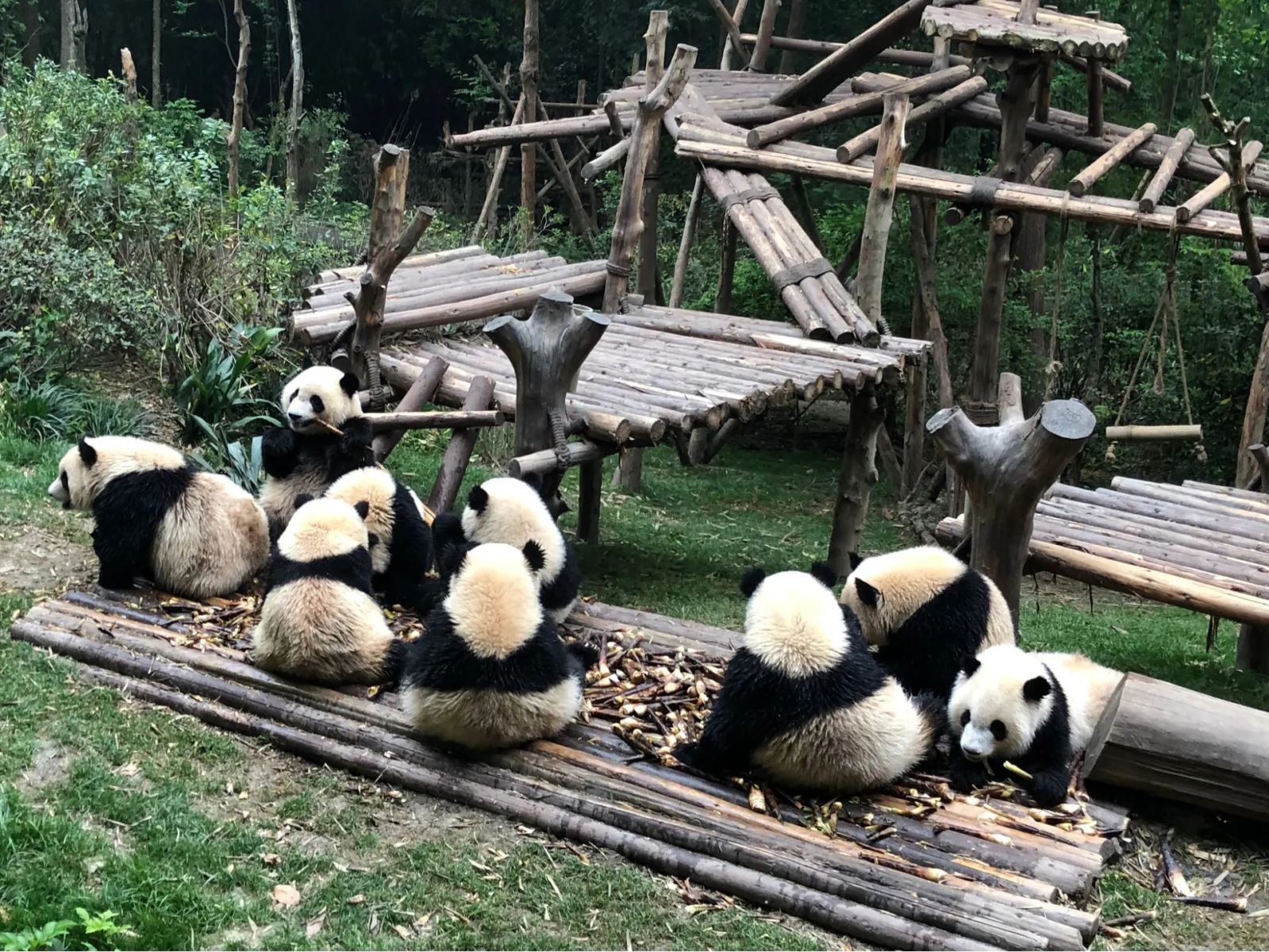 Tour Thành Đô - Cửu Trại Câu - Khám phá công viên Gấu trúc