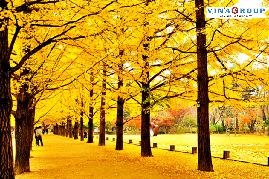 Tour Hàn Quốc - Seoul - Jeju - Nami