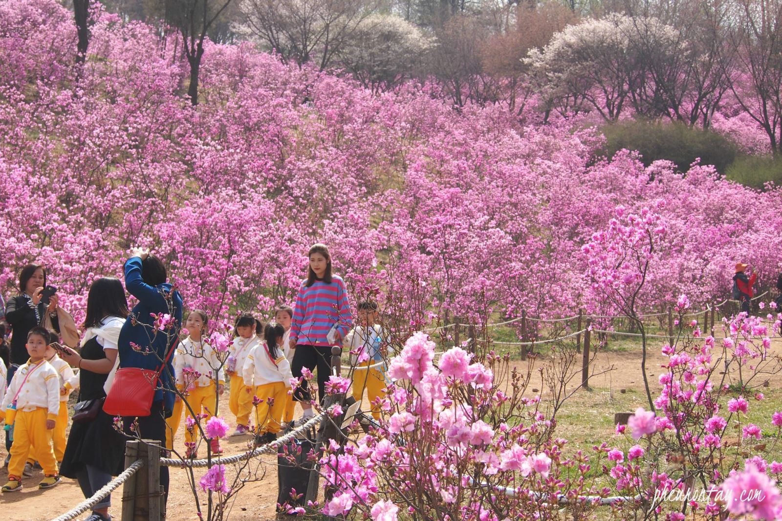 Lễ hội hoa đỗ quyên Hàn Quốc