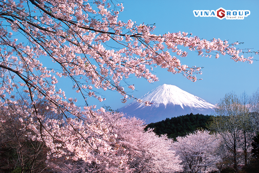 Tour Nhật Bản - Mùa Hoa Anh Đào - Vườn Dâu - Ueon Park - Tokyo