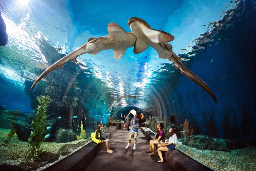 Thủy cung Underwater World Pattaya với hơn 5000 loài sinh vật