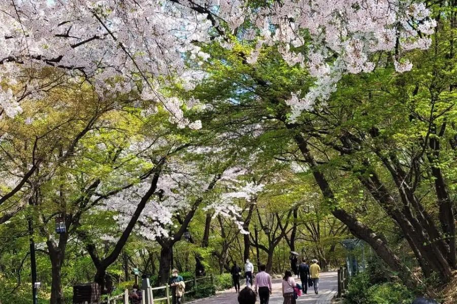 Kinh nghiệm hữu ích khi ghé thăm tháp Namsan