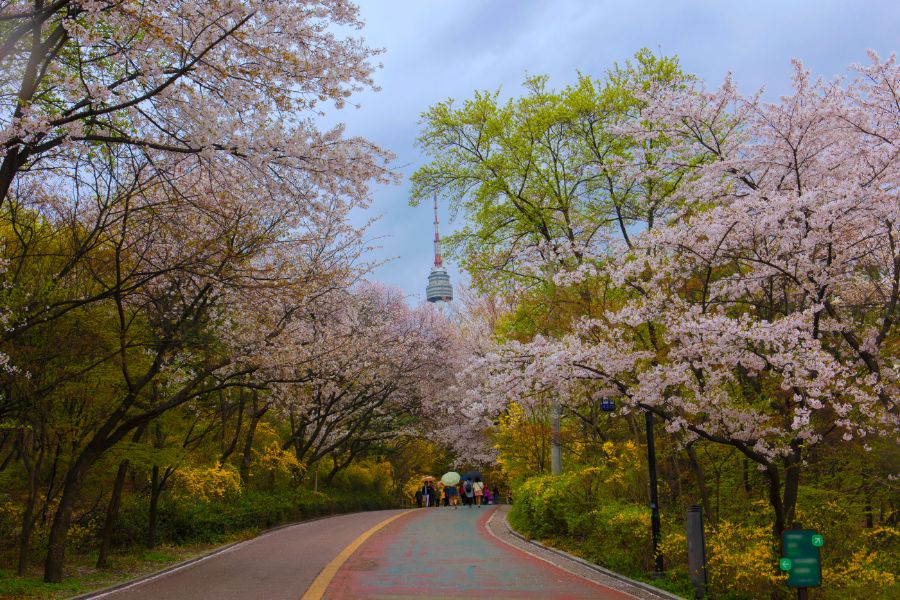 Công viên Namsan vào mùa xuân, hoa anh đào nở rộ