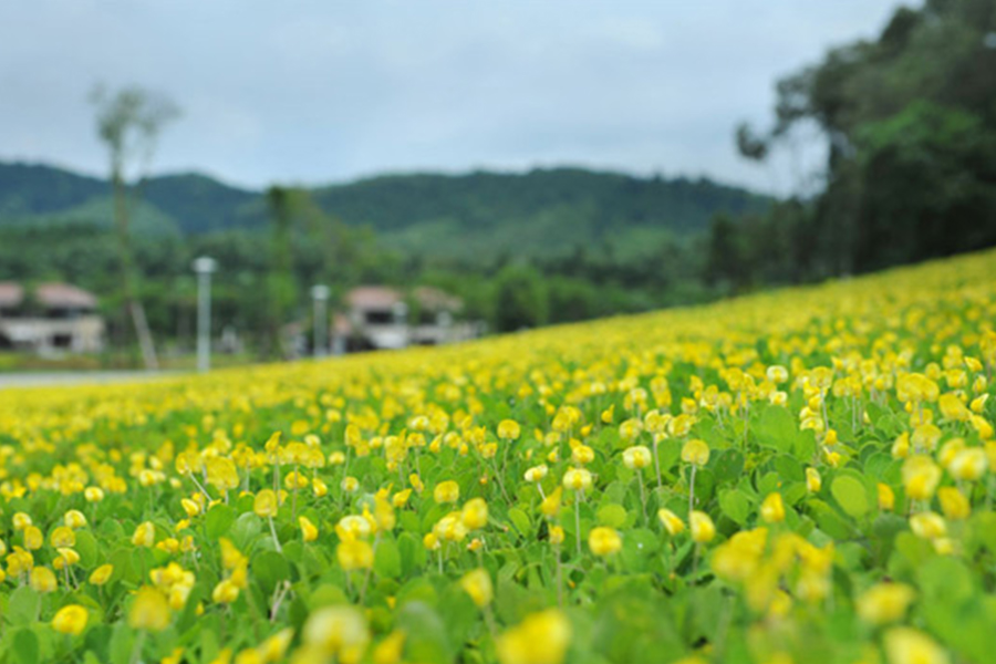 Quy Nhơn - Phú Yên - Ghềnh Đá Dĩa (Ở FLC)