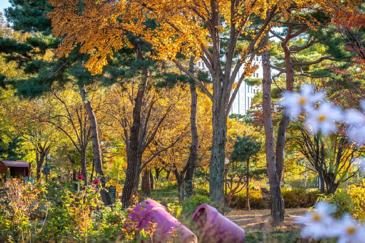 tour-du-lich-mua-thu-han-quoc-16